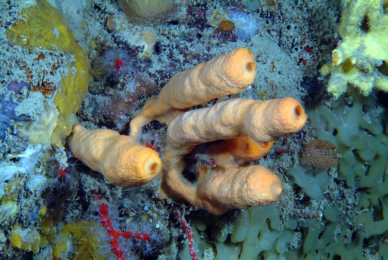 Agelas oroides (Schmidt, 1864)